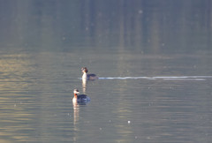 Podiceps grisegena