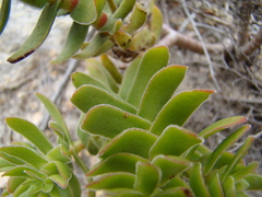 Crassula undulata