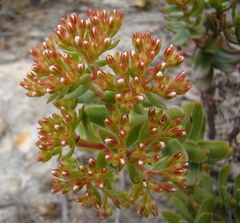 Crassula undulata