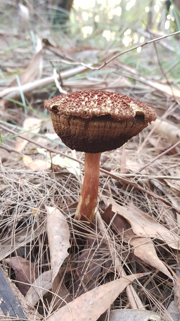 Boletellus Aurocontextus From Wallalong Cres After Apollo Ave, West ...