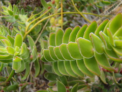 Crassula undulata