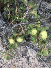 Banksia obovata