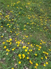 Ranunculus paludosus