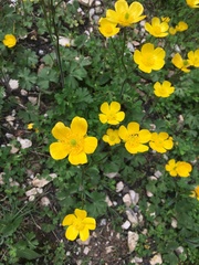 Ranunculus paludosus