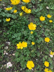 Ranunculus paludosus