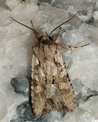 Lithophane disposita