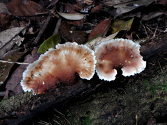 Cymatoderma dendriticum