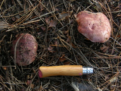 Hortiboletus bubalinus