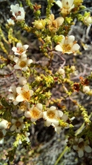 Diosma passerinoides