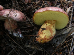 Hortiboletus bubalinus
