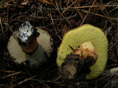 Hortiboletus bubalinus