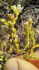 Diosma passerinoides