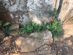 Cheilanthes quadripinnata