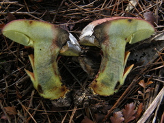 Hortiboletus bubalinus