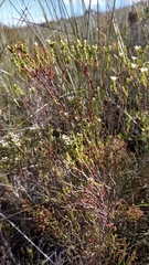 Diosma passerinoides