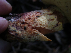 Hortiboletus bubalinus