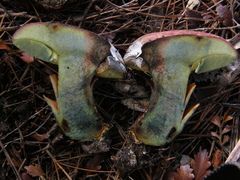 Hortiboletus bubalinus