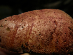 Hortiboletus bubalinus