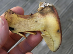Hortiboletus bubalinus
