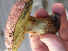 Hortiboletus bubalinus
