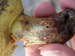 Hortiboletus bubalinus