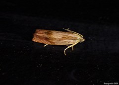 Eucosma umbrastriana