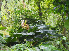 Alpinia uraiensis