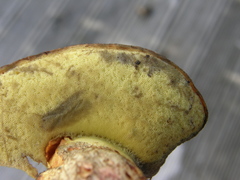 Hortiboletus bubalinus