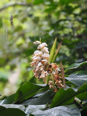 Alpinia uraiensis