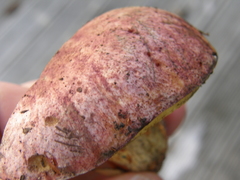 Hortiboletus bubalinus
