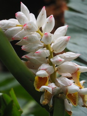 Alpinia uraiensis