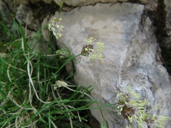 Sesleria sphaerocephala
