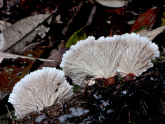Cymatoderma dendriticum