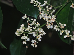 Turpinia formosana