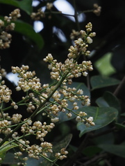 Turpinia formosana