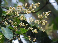 Turpinia formosana