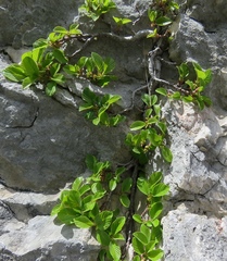 Rhamnus pumila