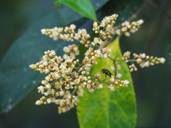 Turpinia formosana