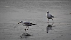 Chroicocephalus ridibundus