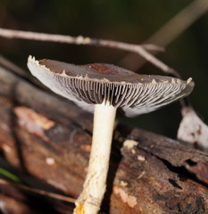 Stropharia formosa