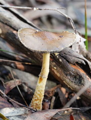 Stropharia formosa