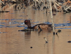 Netta erythrophthalma
