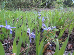 Iris lacustris
