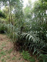 Arenga engleri