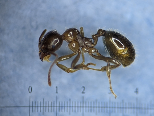 Aphaenogaster dulcineae