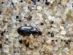 Bembidion biguttatum