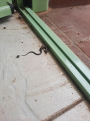 Ablepharus kitaibelii