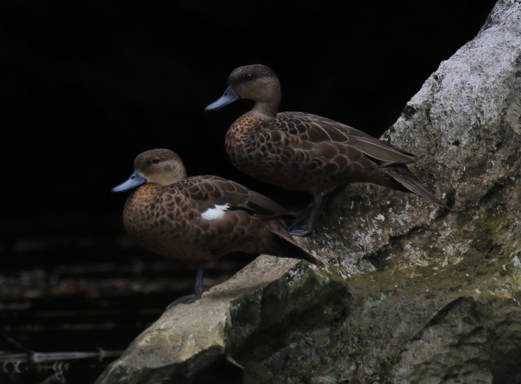 Sunda Teal