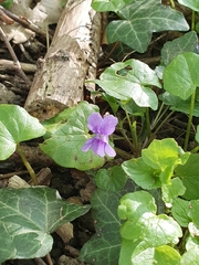 Viola