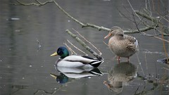 Anas platyrhynchos